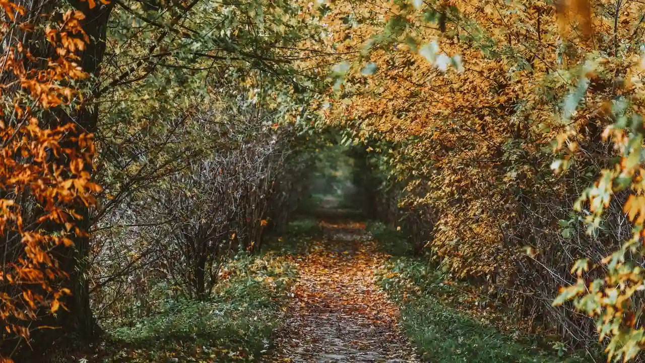 jmcomic.3.0.mic官网入口下载截图2
